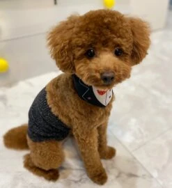 Belly Band For Dogs / Brown - Yu-ito -Ki:ts Shop 7634bf7f2a019b5166afab08798da3b6