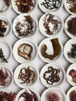 Noma In Kyoto / Issue 01 - Magazine -Ki:ts Shop NomainKyoto 08