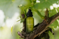 Hyaluronic Plump Facial Oil - Pelegrims -Ki:ts Shop samscales.pelegrims.Vineyard.WEB 21 H960jpg